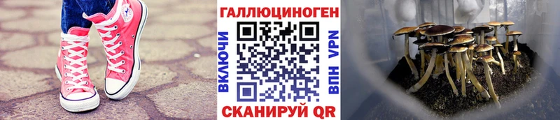 Псилоцибиновые грибы Cubensis  где купить   маркетплейс формула  Артёмовский 